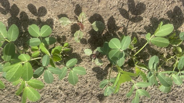 Palmer amaranth in peanuts
