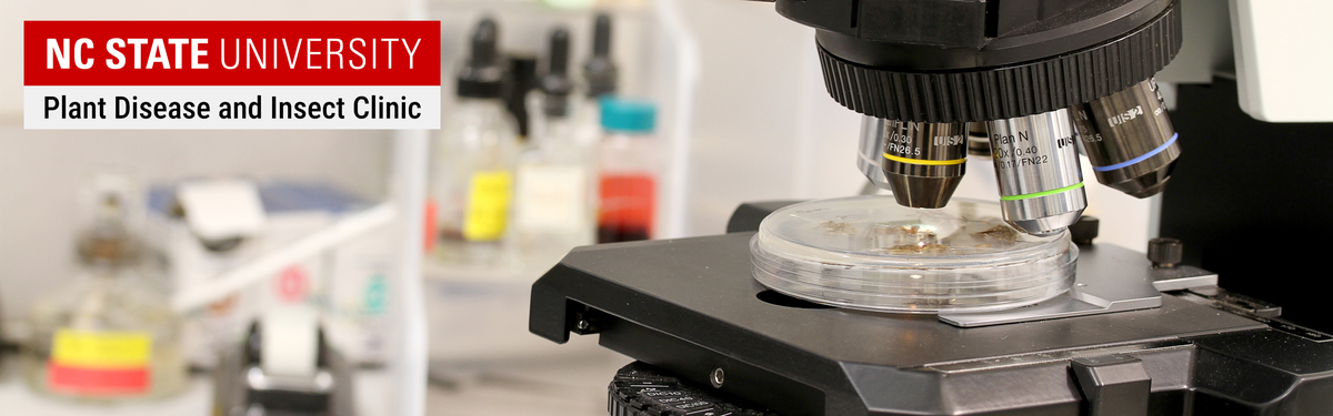 A banner showing a petri dish on the stage of a microscope with tools and bottles in the background. On the banner is says "NC State University Plant Disease and Insect Clinic"