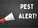 megaphone with wording Pest Alert!