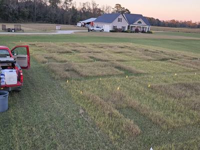 Stockpiled bermudagrass plots
