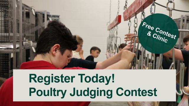 PJ contestants judging whole chicken carcasses