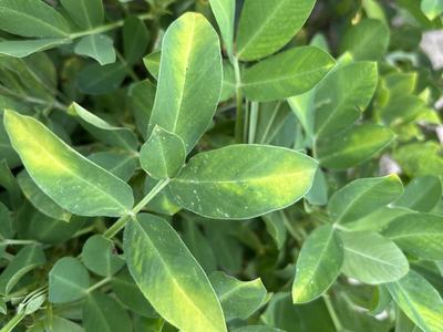 Potato leafhopper and 2,4-DB symptoms