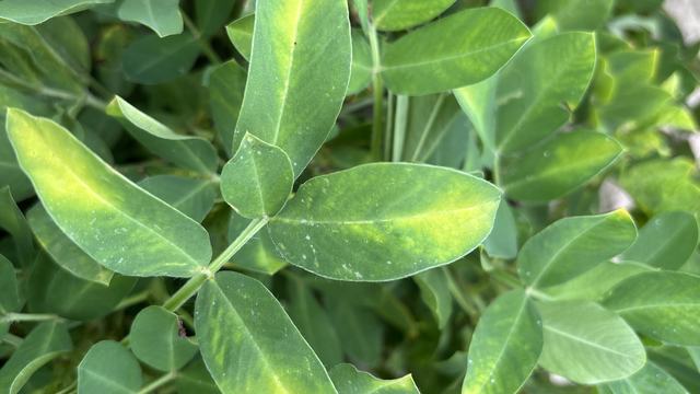 Potato leafhopper and 2,4-DB symptoms