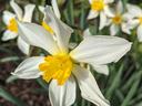 daffodil in full flower