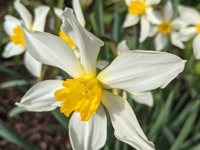 daffodil in full flower