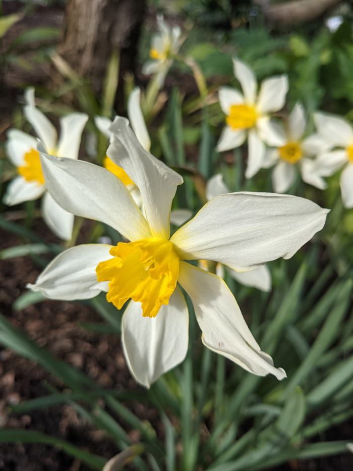 daffodil in full flower