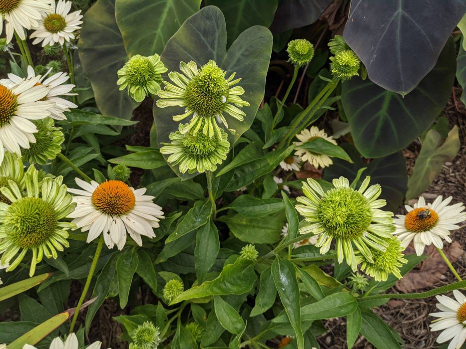 Aster yellows is a virus that can cause distorted petals and leaves in flowers.