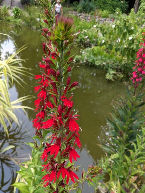 red flowers by a pond