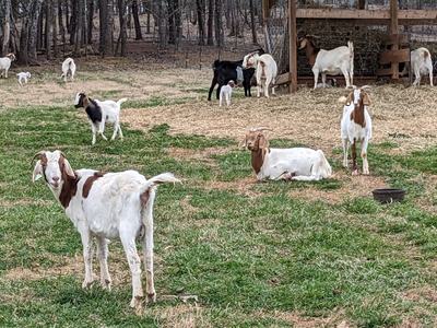 Goats in a pasture