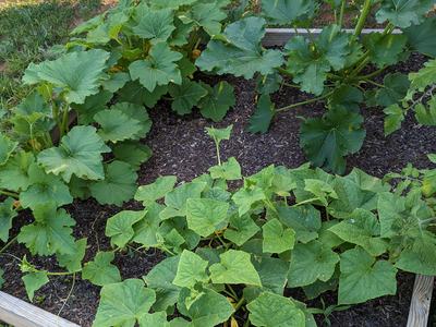 A square, raised bed garden with large squash vines growing in it.