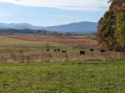 cows in a pasture
