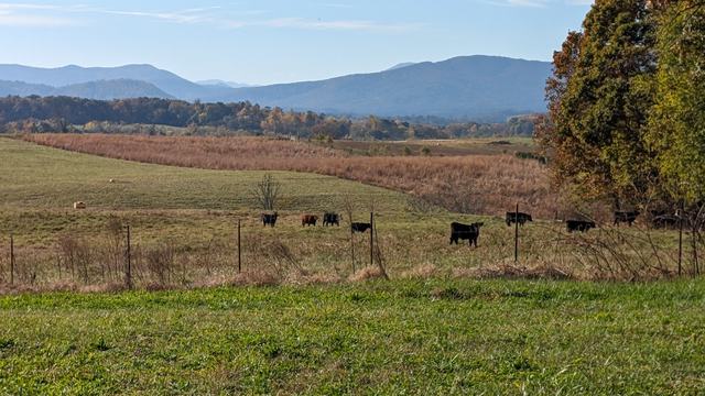cows in a pasture