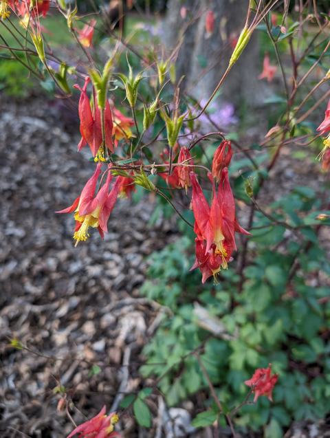red flower plant