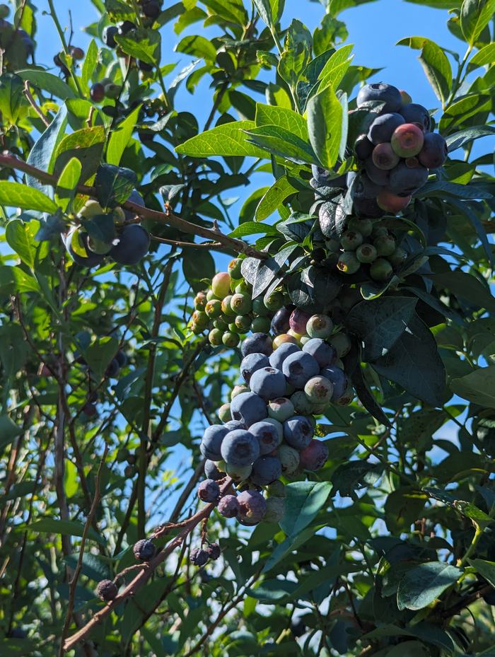 Blueberries in season in NC with recipe.