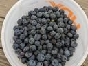 Blueberries in NC in season and healthy food.