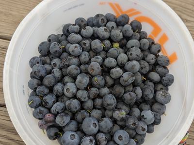 Blueberries in NC in season and healthy food.