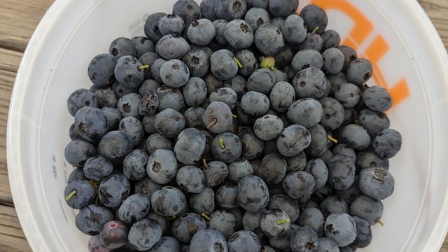 Blueberries in NC in season and healthy food.