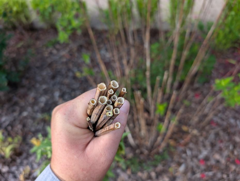 hand holding a bundle of plant stems