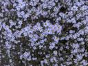 purple daisy like flowers