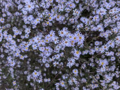 purple daisy like flowers