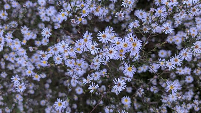 purple daisy like flowers