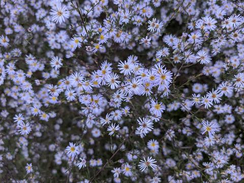 purple daisy like flowers