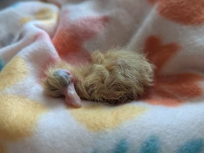 A tiny newly hatched downy chick curled up and sleeping on a soft pastel-patterned blanket, its pale beak tucked close to its body.
