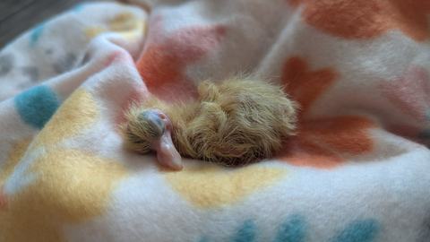 A tiny newly hatched downy chick curled up and sleeping on a soft pastel-patterned blanket, its pale beak tucked close to its body.
