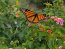 Monarch butterfly on a lantana bush in the Pollinator Haven Garden