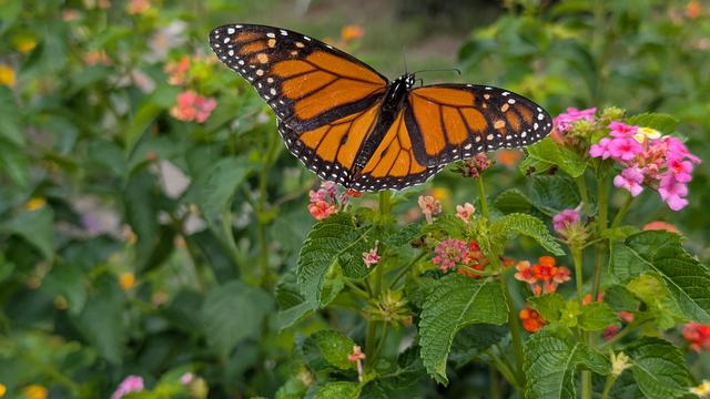 Monarch butterfly on a lantana bush in the Pollinator Haven Garden