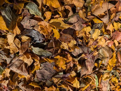 leaves in fall color