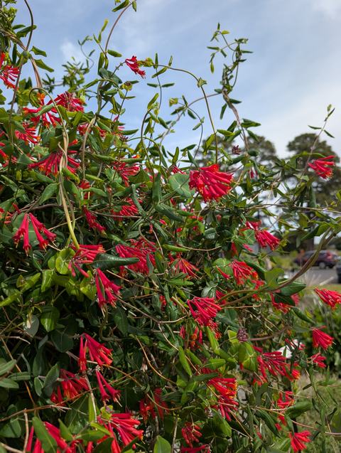 red flowered vine climbing an arbor