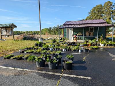 plants in a parking lot