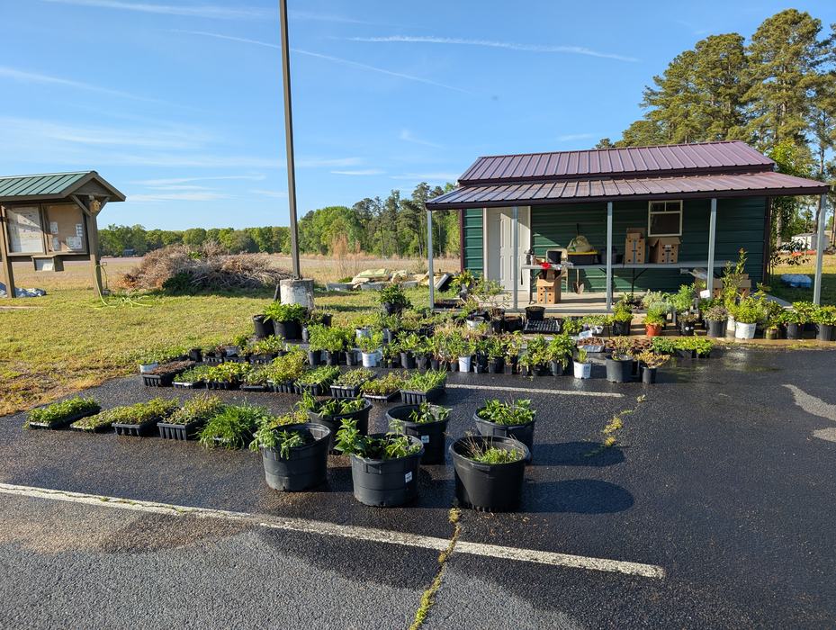 Plant List Drop!- Pollinator Plant Sale is Friday, April 24! - Lee County  Center | N.C. Cooperative Extension