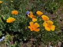 orange flowers in a field