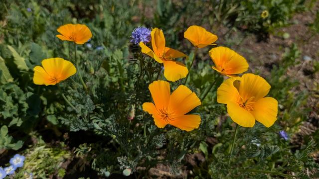 orange flowers in a field