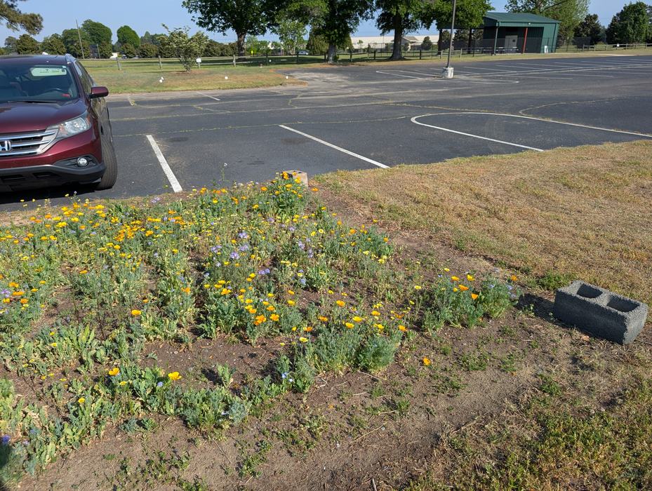 plants flowering in a meadow