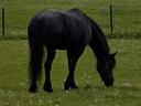 horse feeding in a pasture
