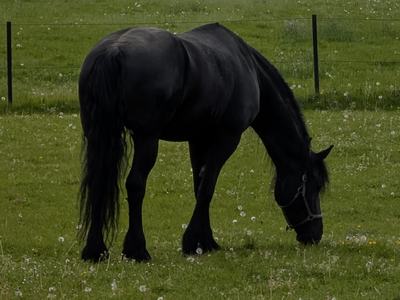horse feeding in a pasture