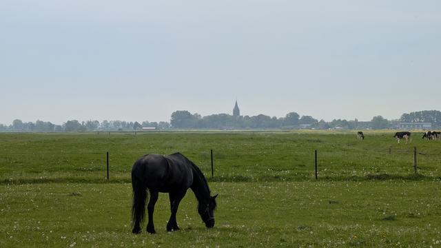 horse feeding in a pasture