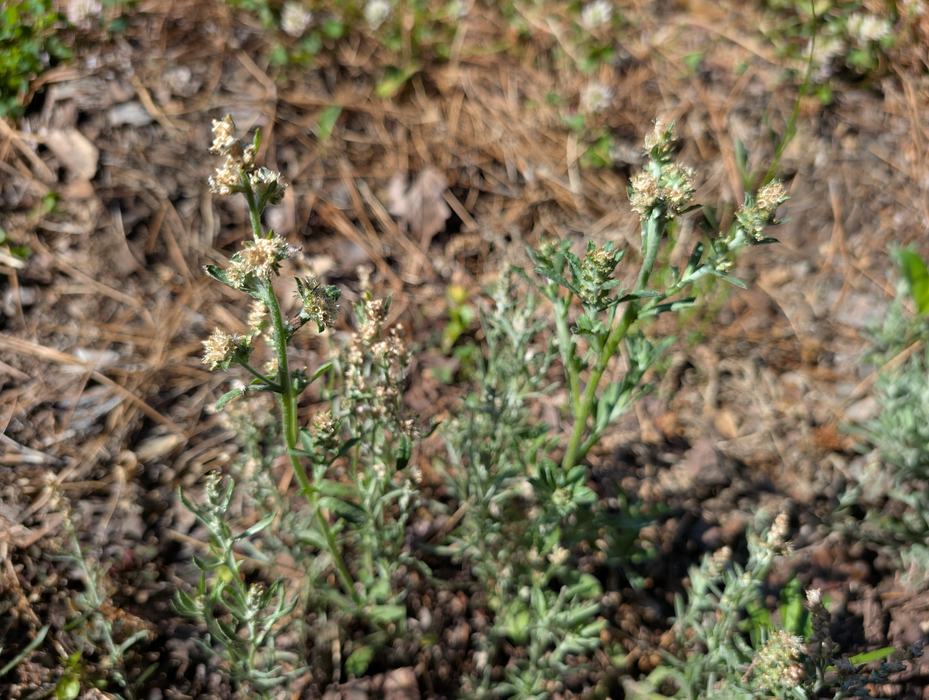 plant growing in field