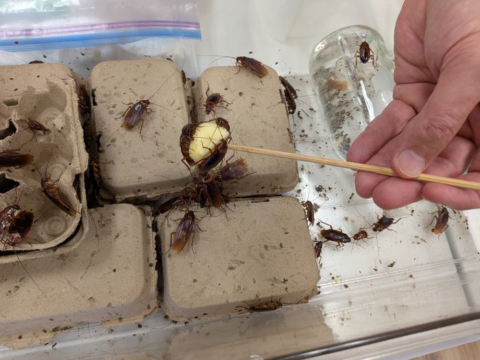 Cockroaches eat a piece of apple at the end of a stick