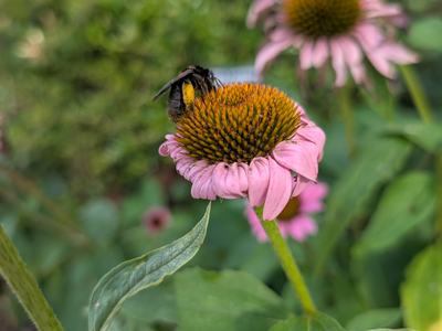 bee on purple flower
