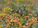 bug crawling on flower
