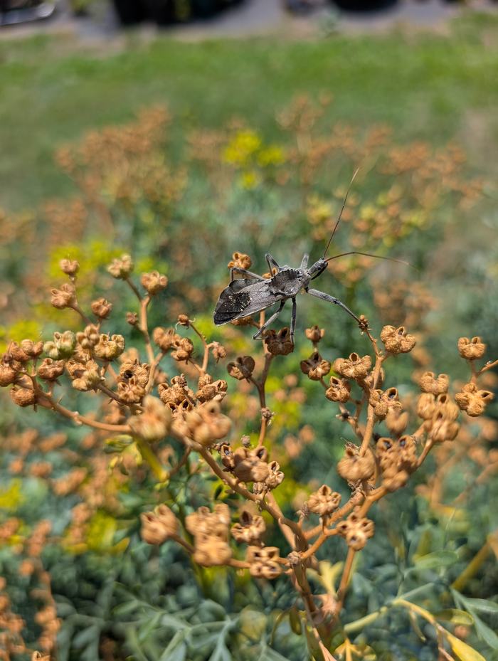 bug crawling on flower