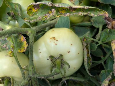 Bacterial leaf spot on tomato leaves and fruit