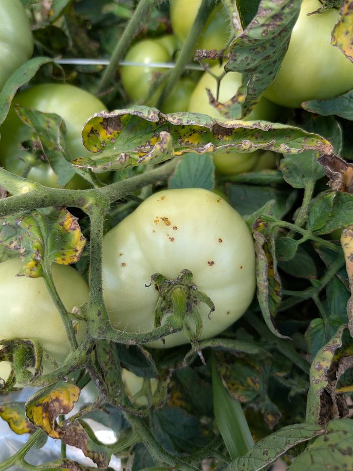 Bacterial leaf spot on tomato leaves and fruit