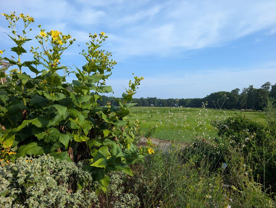 view of field and plants