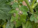 Late blight on tomato leaf