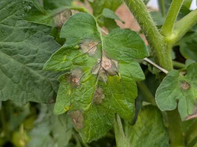 Late blight on tomato leaf